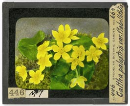 Caltha palustris lantern slide