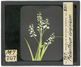 Veratrum virginicum lantern slide