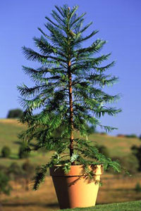 Wollemi pine