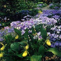 Lady Slipper Orchids and Blue Phlox