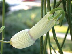 Ceropegia ampliata.