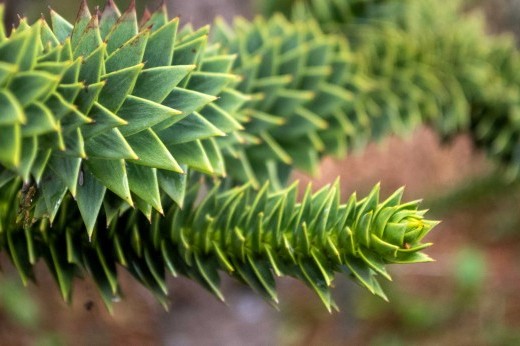 Spiky, pointed green leaves grow in thick spirals around a branch.