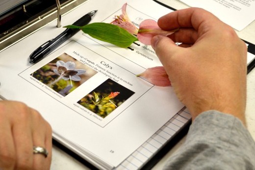 Two hands lean on an open notebook with images of flowers as one hand holds a flower.