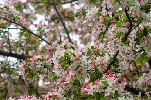 Many pale and bright pink blossoms line the branches of a tree.