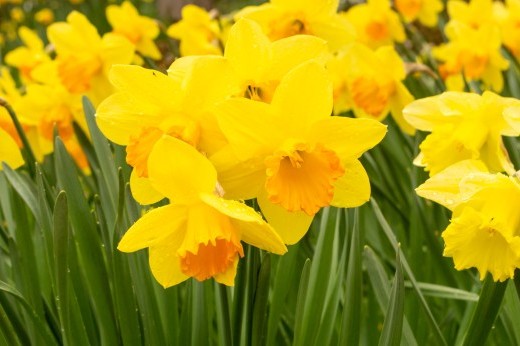 Bright yellow daffodil flowers stand upright on green stems.