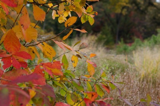 Bright orange, red, and yellow trees fade into a brown and golden meadow.