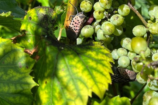 Two large red, white, and black insects crawl on a green grapevine.