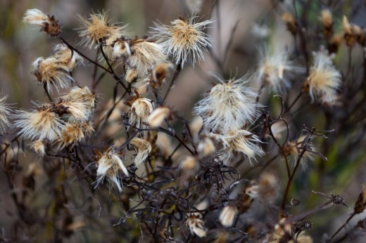 Dried tufted seedheads in the winter light.