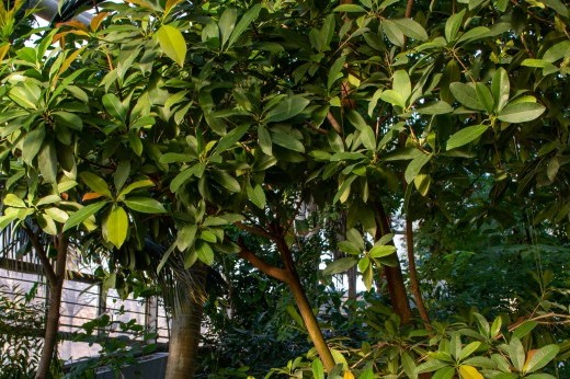 The large green leaves of a mango tree fills the frame with greenhouse glass in the background.