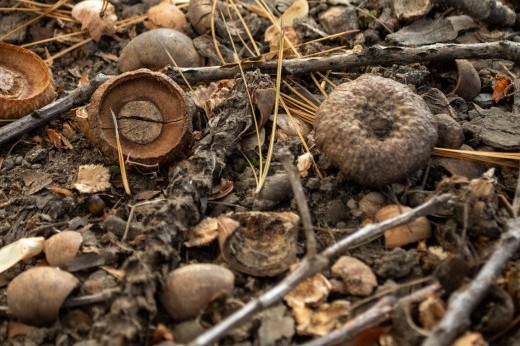 Brown acorn heads are scattered on the ground next to twigs, dead leaves, and other brown plant matter.