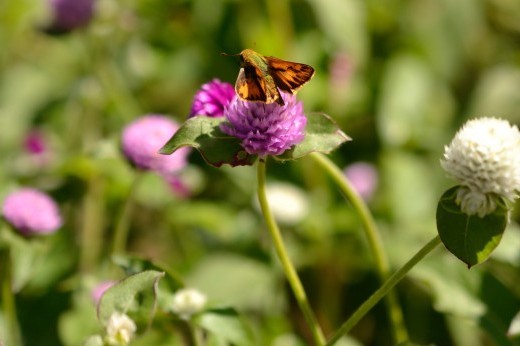 A small moth with orange wings sits on top of a pink circular flower.