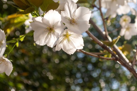 Large white flowers bloom on a tree branch.