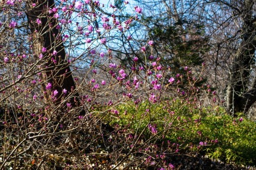 Sparse pink blossoms emerge on a woody shrub against bare trees and green groundcover and a blue sky.