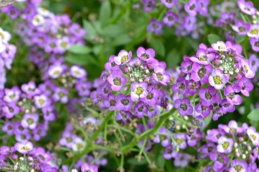 purple-flowered sweet alyssum