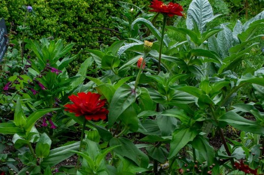 Red and burgundy flowers bloom in clusters alongside green foliage.