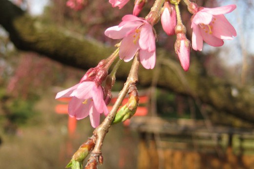 Close-up of cherry blossoms in the Japanese Garden.