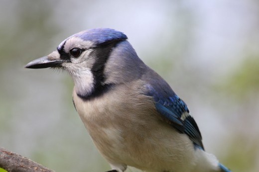 blue jay