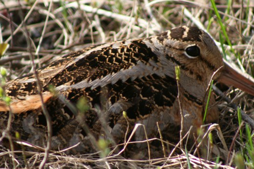 The brown, patterned American woodcock bird.