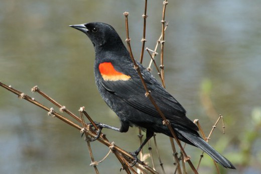 male red-winged blackbird