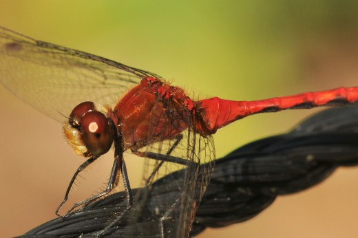 Close up of a dragonfly.