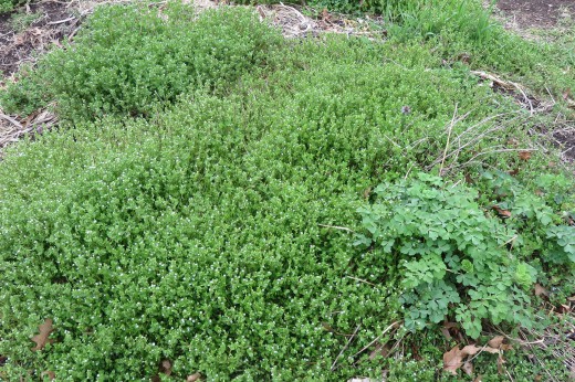 A low-growing green groundcover.