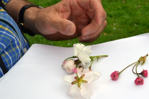 cherry blossom specimens