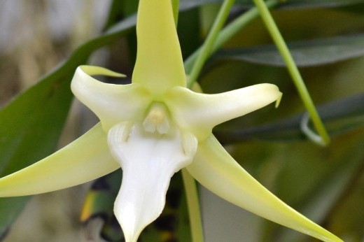 a white-blossomed Darwin's Orchid