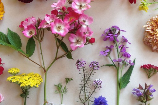 An array of edible flowers.