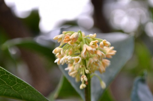 white blossom on a fragrant olive tree