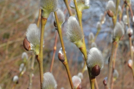 Salix caprea pussy willows