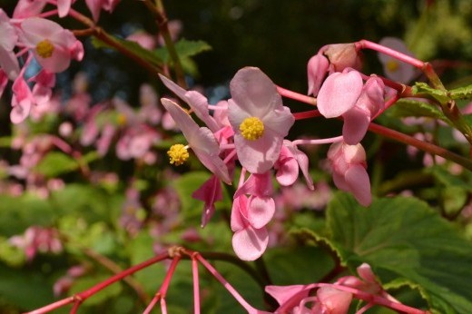 pink hardy begonia flowers