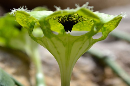 Close-up of a green plant.