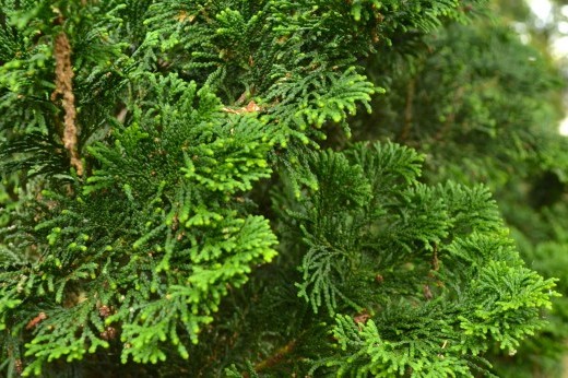 hinoki false cypress