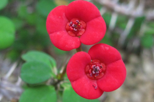 Crown-of-thorns plant in bloom