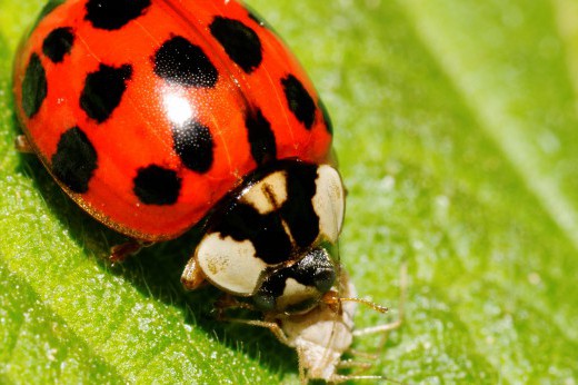 a ladybug on a leaf