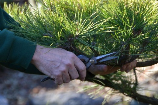 Japanese pruning shears