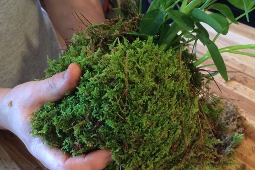 A hand holds a ball of moss and greenery.