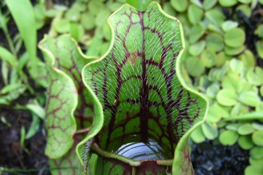 A close up of water inside a pitcher plant.