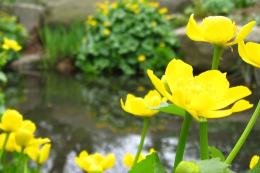 yellow-flowered marsh-marigold in bloom along a pond