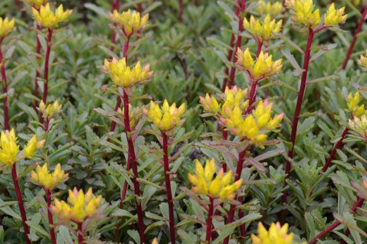 orange stonecrop plants