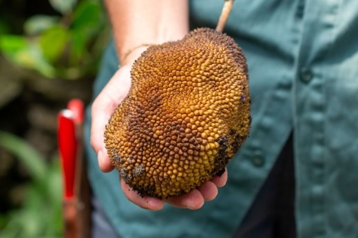 A brown spiky oval fruit is held in the palm of a hand.