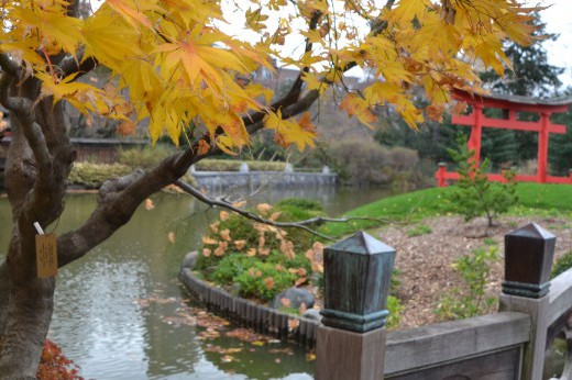 Trees, pond, bridge, and torii in the Japanese Garden.