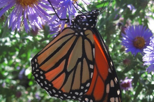 a monarch butterfly visits an aster