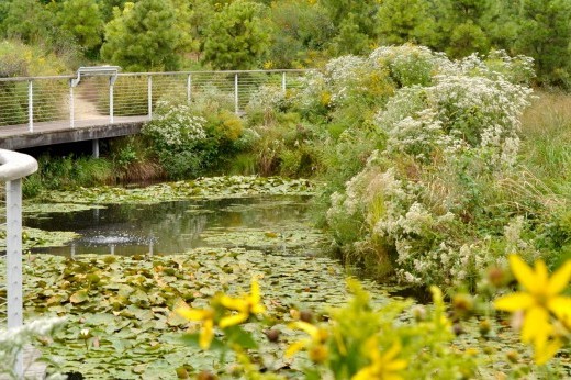 Lush grasses in the Native Flora Garden.