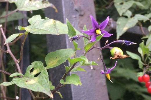 flowers, berries, and leaves on the vine of a bittersweet nightshade plant