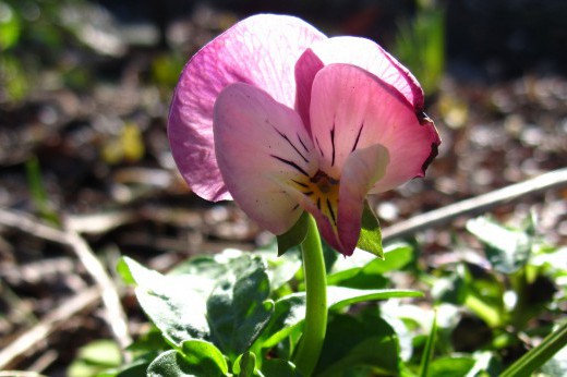 Closeup of a pink pansy flower.