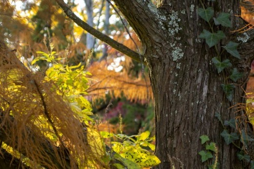 Tree in fall surrounded by orange, yellow, and brown foliage.