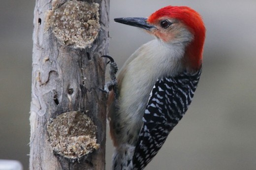 a red-bellied woodpecker feeding