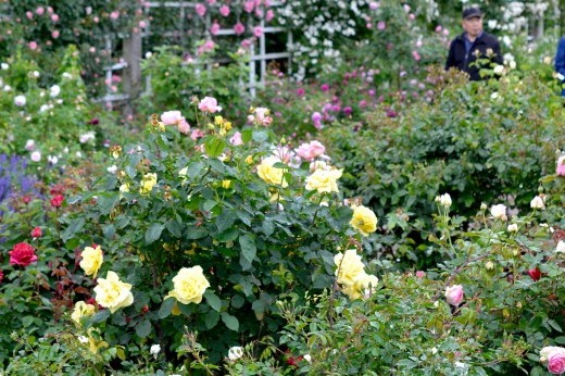 many roses blooming in a garden