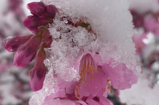 Okame cherry blossoms covered in snow